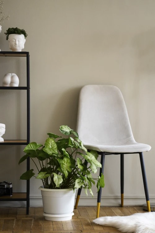Cozy corner with plant and shelf